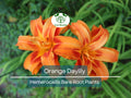 20 Orange Daylily Plants - Hemerocallis fulva - Bare Root, Hardy Perennial for Borders, Pond & Bog Edges, Ditch Lily