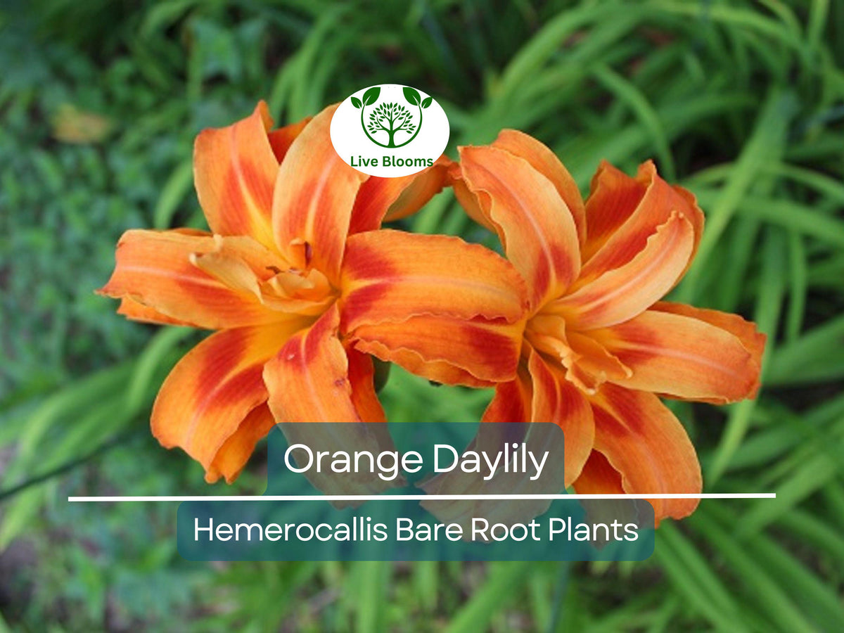 20 Orange Daylily Plants - Hemerocallis fulva - Bare Root, Hardy Perennial for Borders, Pond & Bog Edges, Ditch Lily