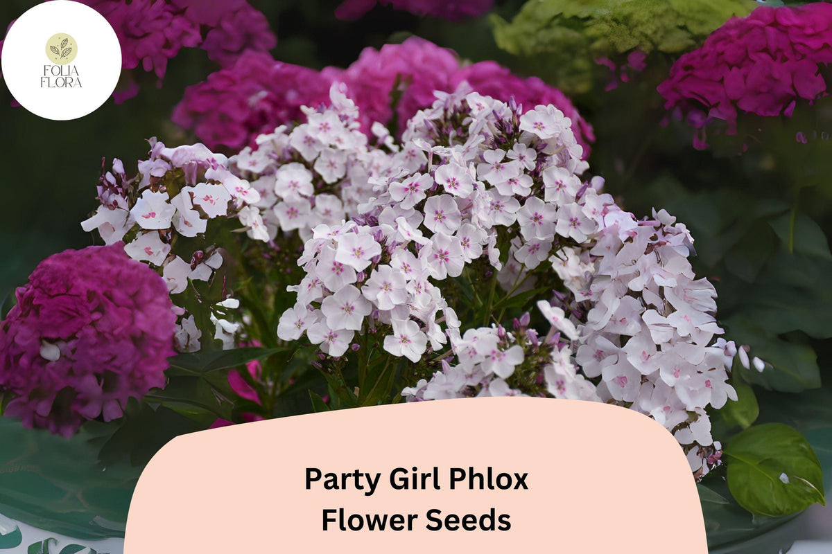 Party Girl Phlox Seeds – Colorful Annual Flower Seeds, Phlox drummondii, Vibrant Pink, Red & White, Butterfly Attracting