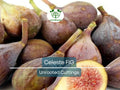 Celeste Fig Unrooted Cuttings 6"+ | Fresh Propagation Scions with 3+ Nodes for Home Garden, Grafting, Growing Figs