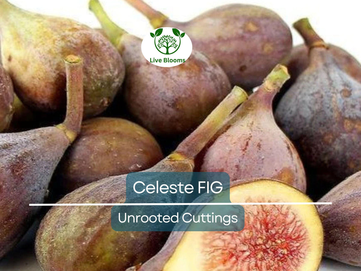 Celeste Fig Unrooted Cuttings 6"+ | Fresh Propagation Scions with 3+ Nodes for Home Garden, Grafting, Growing Figs
