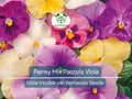 100 Seeds Pansy Mix Pastels Edible Flowers Viola tricolor var. hortensis Cool Weather Non-GMO for Gardens & Containers