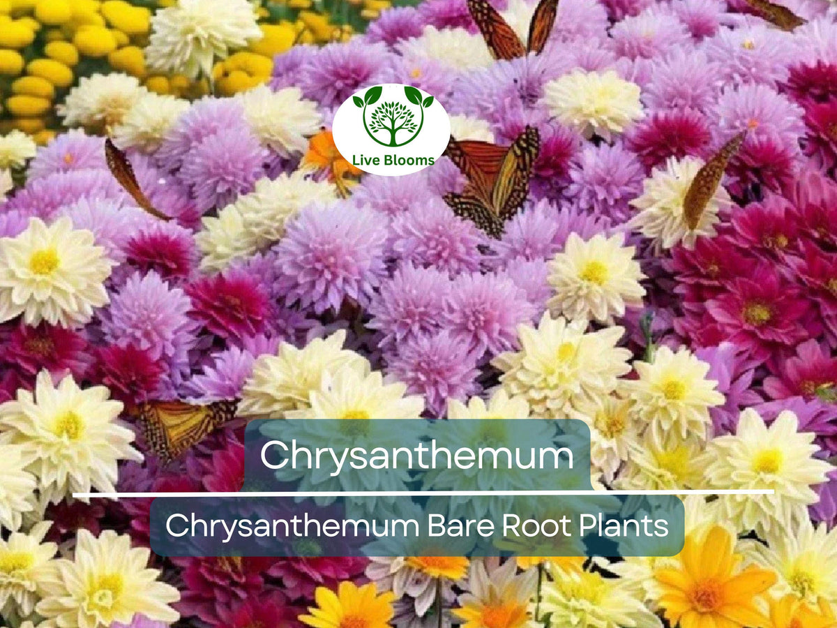 Live Chrysanthemum Plant – 3+ Year Old, Semi-Bare Root, Mixed Colors, Hardy Perennial, Chrysanthemum morifolium