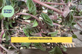 Callisia navicularis Live Cutting – Semi-Rooted Succulent Vine with Pink Flowers for Indoor & Outdoor Gardens
