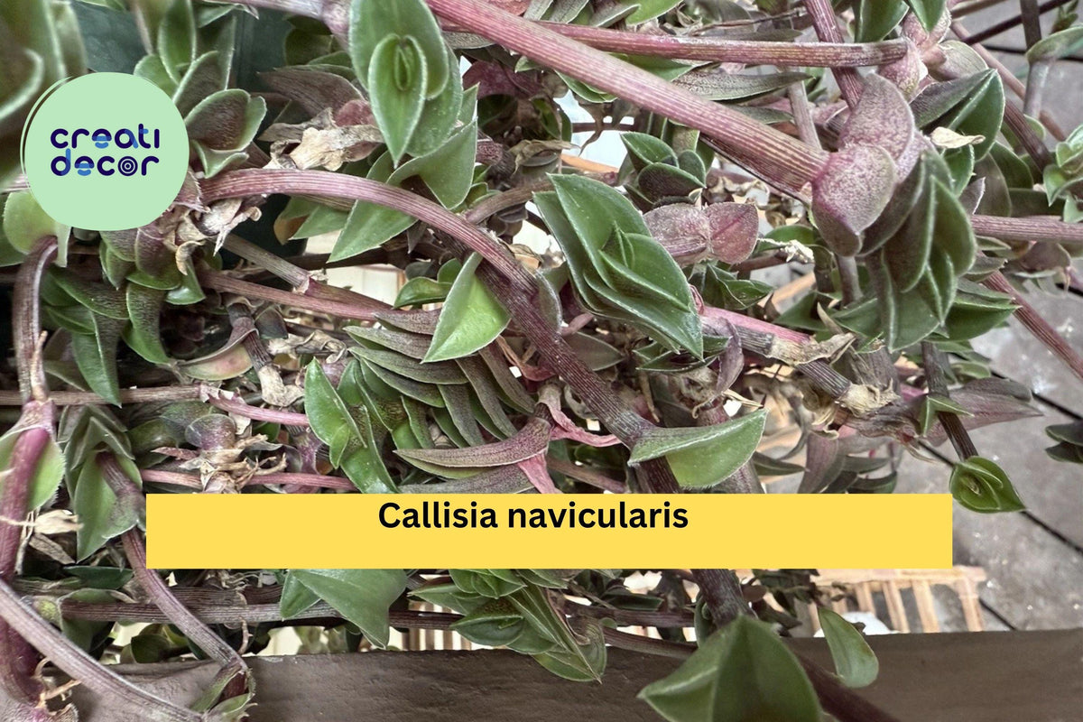 Callisia navicularis Live Cutting – Semi-Rooted Succulent Vine with Pink Flowers for Indoor & Outdoor Gardens