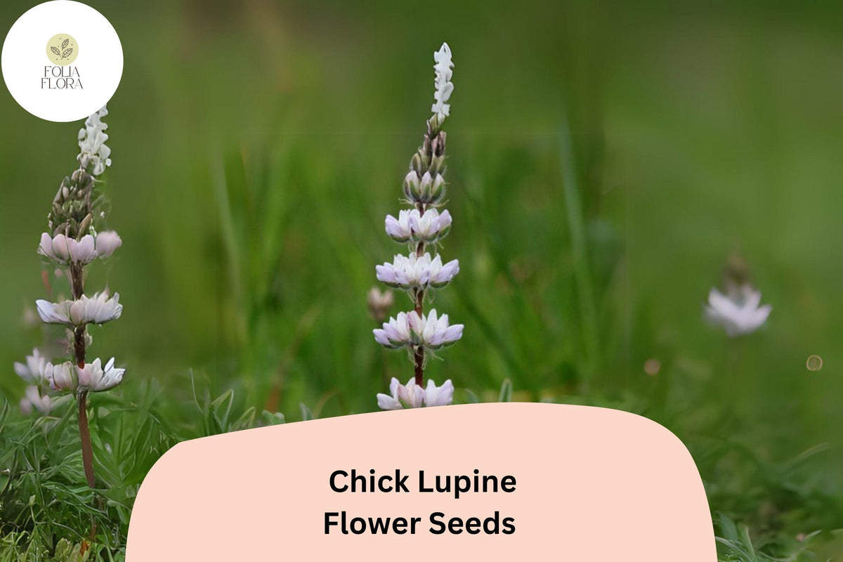 Lupinus ‘Chick’ Lupine Seeds – 25+ Seeds for Garden Planting & Pollinators