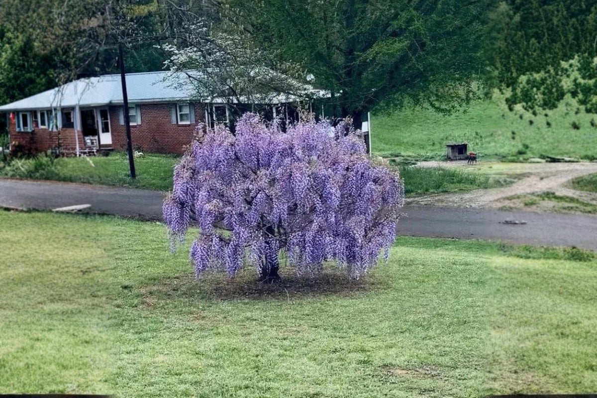 Purple Wisteria Live Plants - 12-18" Climbing Flowering Vine Wisteria sinensis for Garden Trellises & Arbors