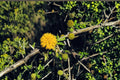 Acacia nilotica Seeds – Gum Arabic Tree, Drought Tolerant Medicinal Plant, Babul, Egyptian Acacia, Hardy Shrub or Tree