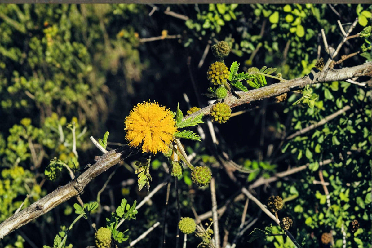 Acacia nilotica Seeds – Gum Arabic Tree, Drought Tolerant Medicinal Plant, Babul, Egyptian Acacia, Hardy Shrub or Tree
