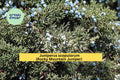 Juniperus scopulorum Seeds Rocky Mountain Juniper Evergreen Conifer Tree for Landscaping, 15 Seeds