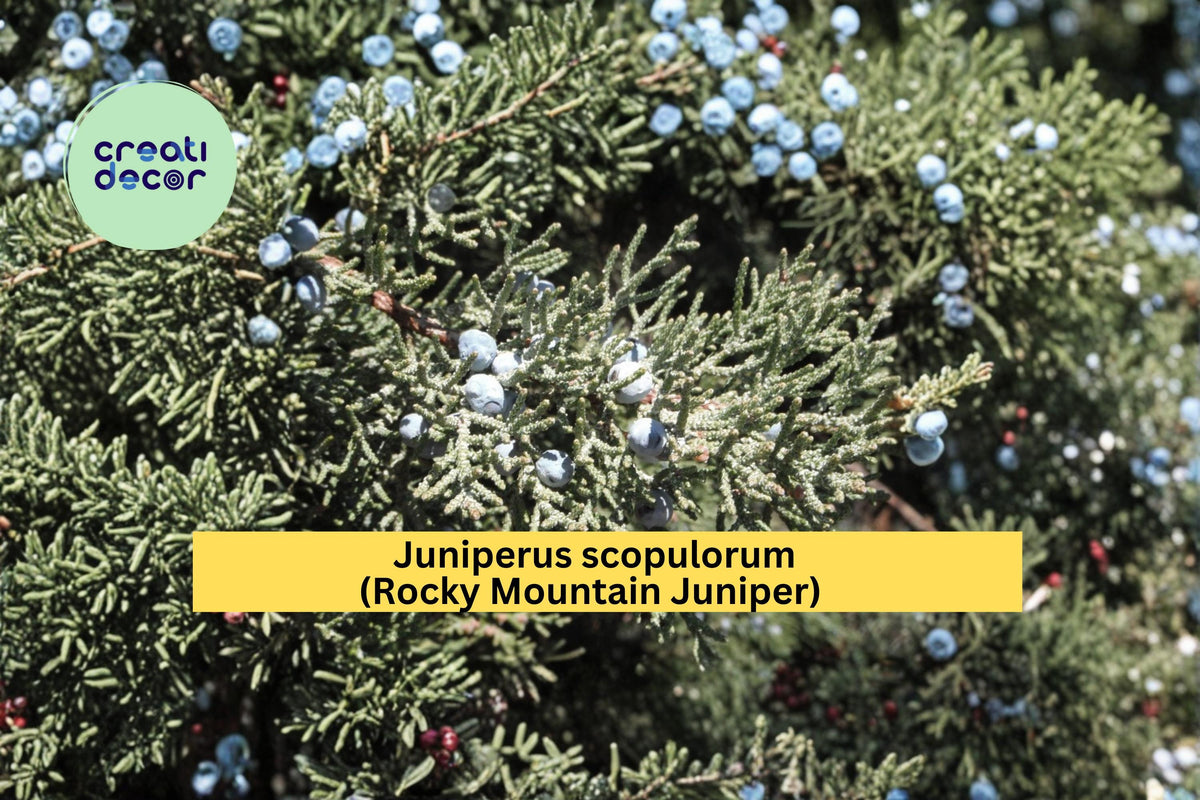 Juniperus scopulorum Seeds Rocky Mountain Juniper Evergreen Conifer Tree for Landscaping, 15 Seeds
