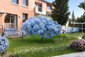 Blue Moon Wisteria Vine, 12-18" Live Climbing Plant, Blue to Violet Flowers, Wisteria spp.