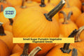 3pcs Small Sugar Pumpkin Seeds – Heirloom Cucurbita pepo for Baking, Cooking, and Home Garden Harvest