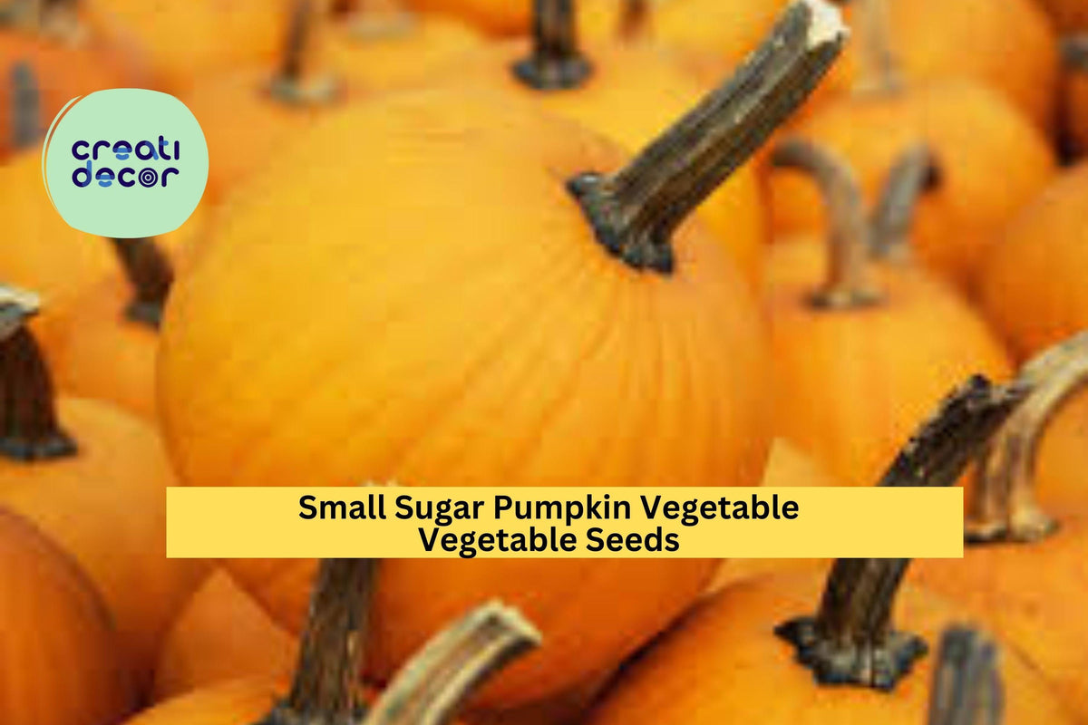3pcs Small Sugar Pumpkin Seeds – Heirloom Cucurbita pepo for Baking, Cooking, and Home Garden Harvest