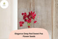 Elegance Deep Red Sweet Pea Seeds, Climbing Vine, Lathyrus odoratus, Ornamental Garden Planting, 50+ Seeds