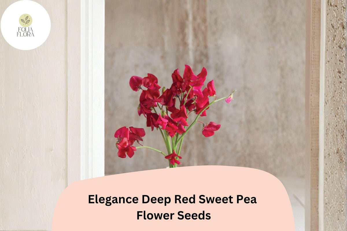 Elegance Deep Red Sweet Pea Seeds, Climbing Vine, Lathyrus odoratus, Ornamental Garden Planting, 50+ Seeds
