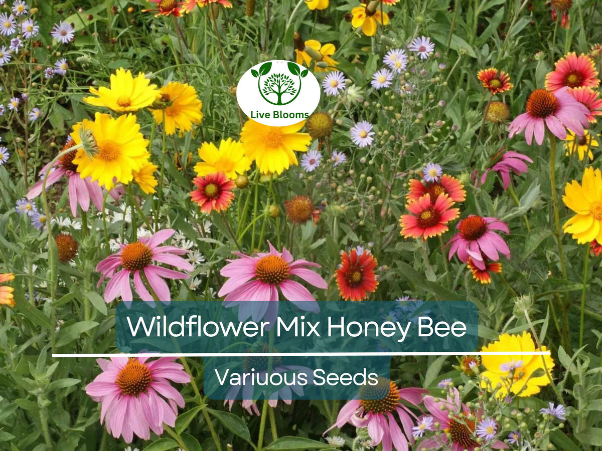 500 Seeds Wildflower Mix for Pollinators, Bee-Friendly, Non-GMO, Heirloom, Garden Flowers, Perennial & Annual Blend