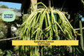 Lepismium cruciforme Cutting – 4” Epiphytic Cactus Stem with White Blooms for Hanging Baskets & Shaded Gardens