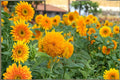Teddy Bear Sunflower Seeds Dwarf Sungold Double Bloom, Helianthus annuus, 1g, Golden Yellow, Pollinator-Friendly