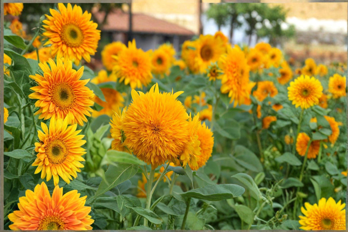 Teddy Bear Sunflower Seeds Dwarf Sungold Double Bloom, Helianthus annuus, 1g, Golden Yellow, Pollinator-Friendly