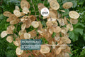 50+ Money Plant Seeds Lunaria Biennis Biennial Flower Violet Blooms Dried Arrangements Pollinator-Friendly