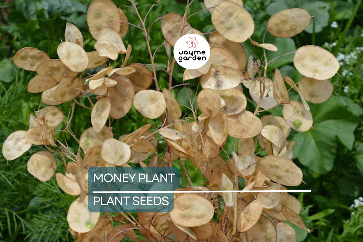 50+ Money Plant Seeds Lunaria Biennis Biennial Flower Violet Blooms Dried Arrangements Pollinator-Friendly