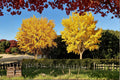 Ginkgo Biloba Live Plant - 1-2 ft Bare Root Ornamental Tree with Fan-Shaped Leaves - Ginkgo biloba
