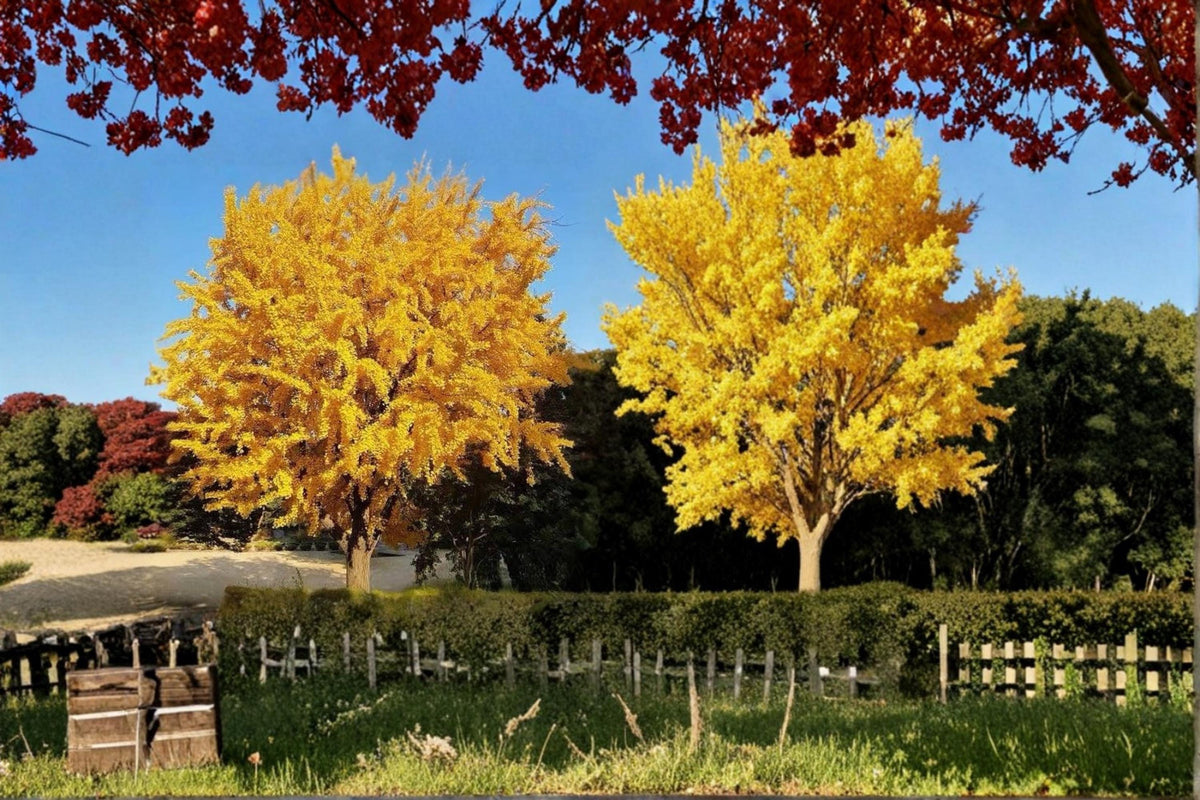 Ginkgo Biloba Live Plant - 1-2 ft Bare Root Ornamental Tree with Fan-Shaped Leaves - Ginkgo biloba