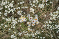 Heath Aster Seeds – Symphyotrichum pilosum, Late Season Wildflower, Native Pollinator Plant, Drought Tolerant, 100 Seeds
