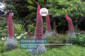 Tower of Jewels Seeds – Echium wildpretii, Pink-Red Blooms, Hummingbird Flower, Tall Garden Plant, Rare Seeds