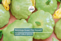 Heirloom Patty Pan Squash Seeds – Benning’s Green Tint, Non-GMO, High-Yield Summer Squash, Scalloped Edges, Vegetable Gardening