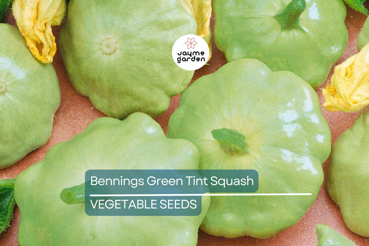 Heirloom Patty Pan Squash Seeds – Benning’s Green Tint, Non-GMO, High-Yield Summer Squash, Scalloped Edges, Vegetable Gardening