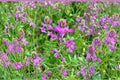 Hedysarum boreale Utah Sweetvetch Seeds – Native Perennial Legume for Pollinator Gardens & Ecological Restoration