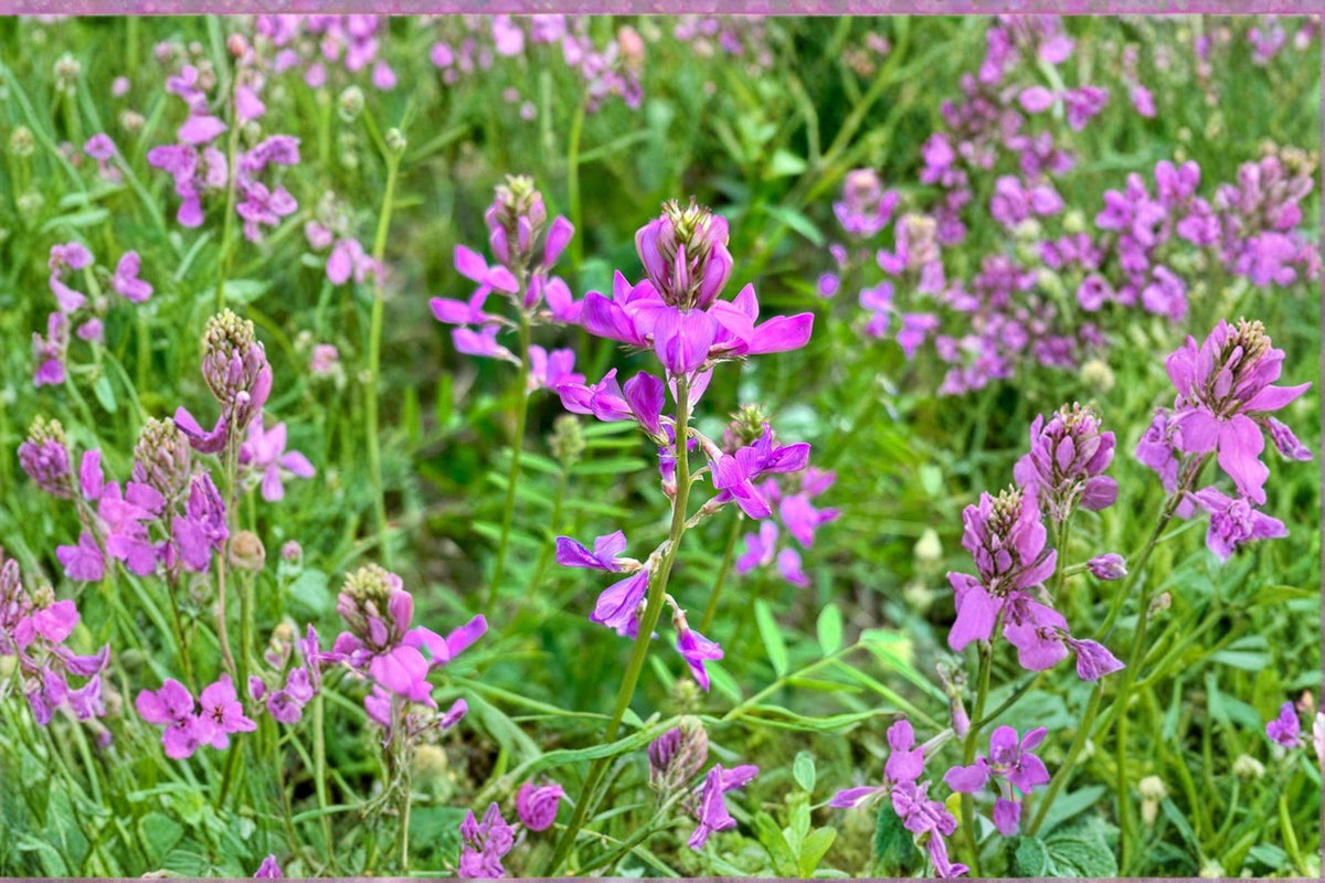 Hedysarum boreale Utah Sweetvetch Seeds – Native Perennial Legume for Pollinator Gardens & Ecological Restoration