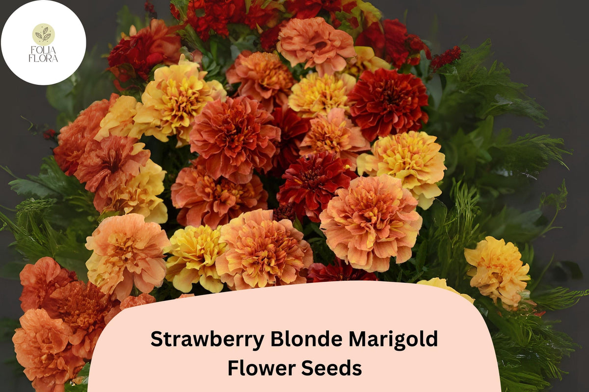 25+ Strawberry Blonde Marigold Seeds | Tagetes patula | Pastel Rose, Yellow, Peach Blooms | Easy Annual Garden Plant