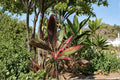 Hawaiian Ti Leaf Cuttings 6 Inch Logs | Cordyline fruticosa Green Pink Red Hybrid Tropical Plant