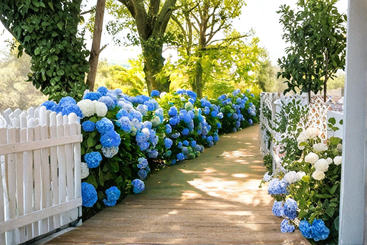Blue Hydrangea Plants – 2 Live Flowering Shrubs, Hydrangea macrophylla, Blue Blooms, Deciduous Garden Plants