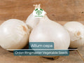 Onion Seeds 250mg – Ringmaster Allium cepa Heirloom Variety for Cooking & Onion Rings