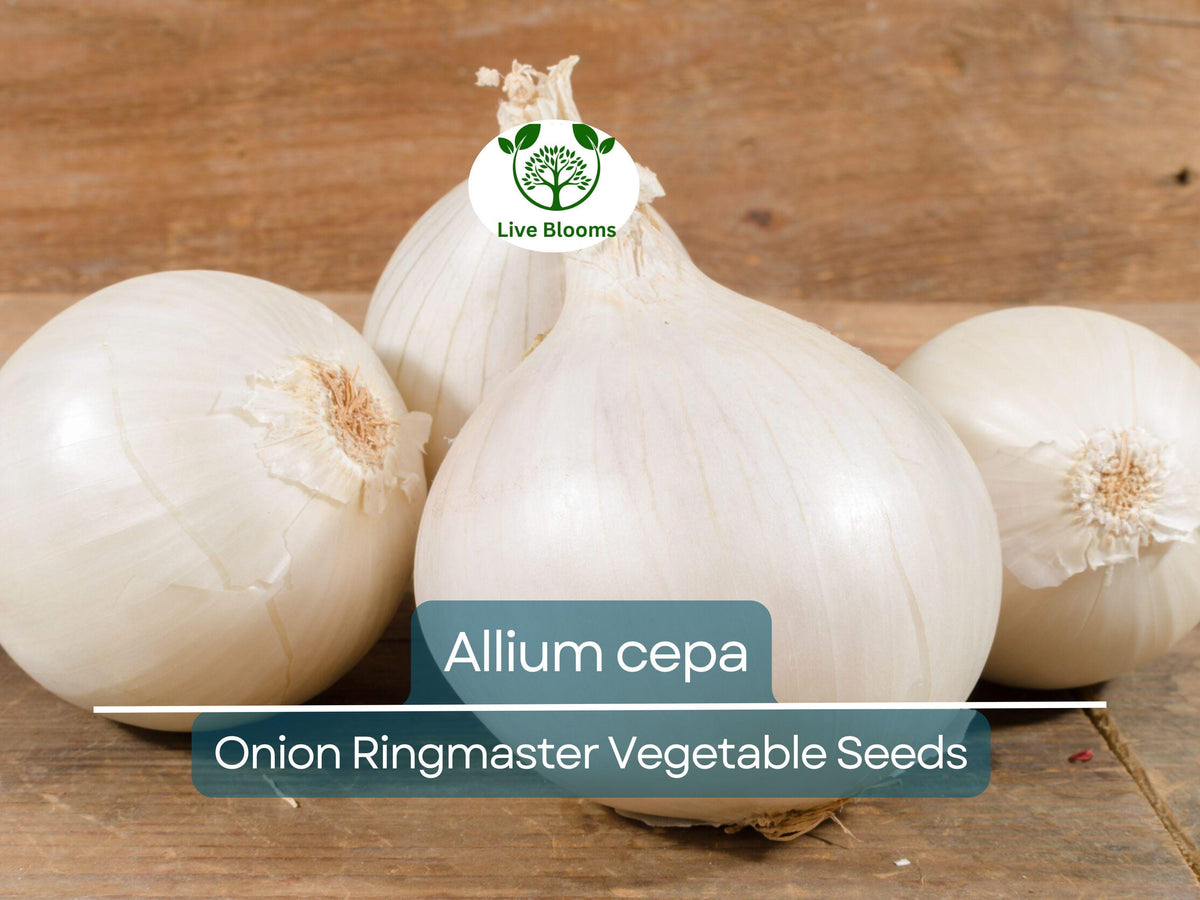 Onion Seeds 250mg – Ringmaster Allium cepa Heirloom Variety for Cooking & Onion Rings