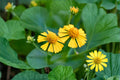 Autumn Sneezeweed Seeds – Native Perennial Wildflower for Pollinator Gardens, Late-Season Bloomer, Helenium autumnale, 100 Seeds