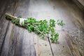 Thyme Seeds 350 Pack | Culinary Herb | Thymus vulgaris | Perennial, Aromatic, Pollinator-Friendly