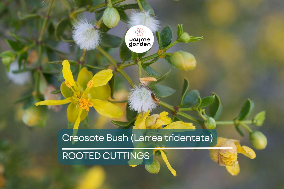 Creosote Bush Plants – Larrea tridentata, Drought-Tolerant Aromatic Shrub, Native Desert Plant, Bare Root, 7-10" Tall
