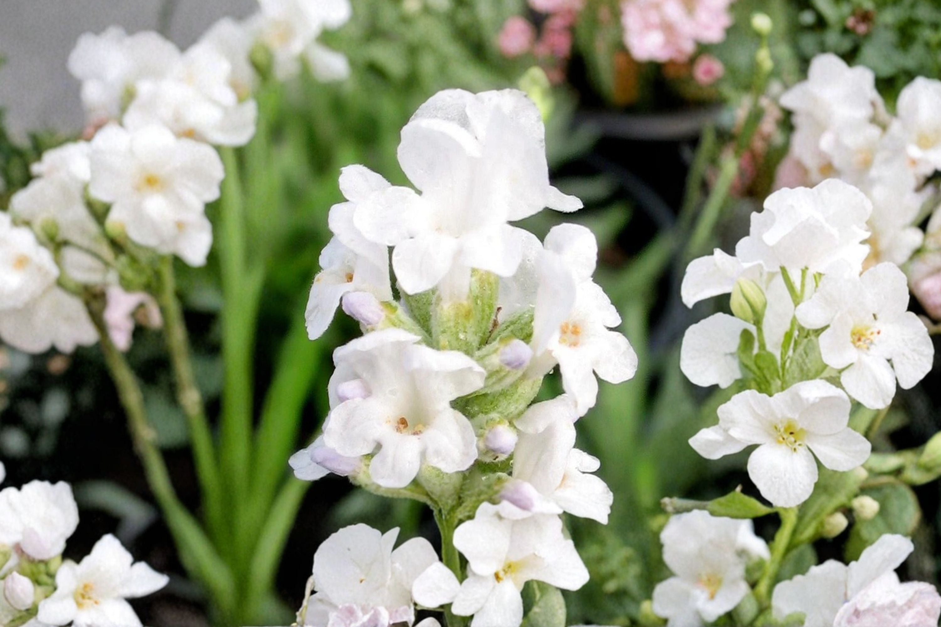 White Lavender Plant Live | Lavandula ‘Alba’ | French Lavender in 4.5” Pot