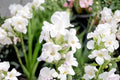 White Lavender Plant Live | Lavandula ‘Alba’ | French Lavender in 4.5” Pot