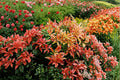 Pieris Forest Flame | Japanese Pieris Evergreen Shrub | 1 Gallon Shade Garden Plant