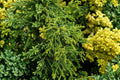 Hinoki Cypress 'Torulosa' - Twisted Japanese Cypress Tree in 4 Inch Pot