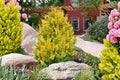 Golden Hinoki Cypress 'Gold Hage' | Miniature Dwarf Conifer | Japanese Cypress Tree | 1 Gallon