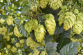 Glacier Hops Plant | Humulus lupulus Live Vine | Fast Growing Brewing Hops | 1 Gallon