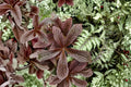 Rodgersia 'Bronze Peacock' - Shade Loving Perennial with Large Bronze Foliage - 1 Gallon