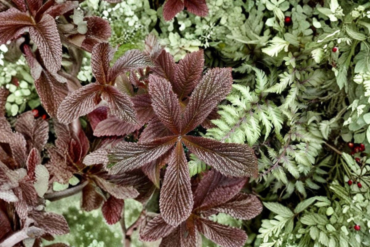 Rodgersia 'Bronze Peacock' - Shade Loving Perennial with Large Bronze Foliage - 1 Gallon